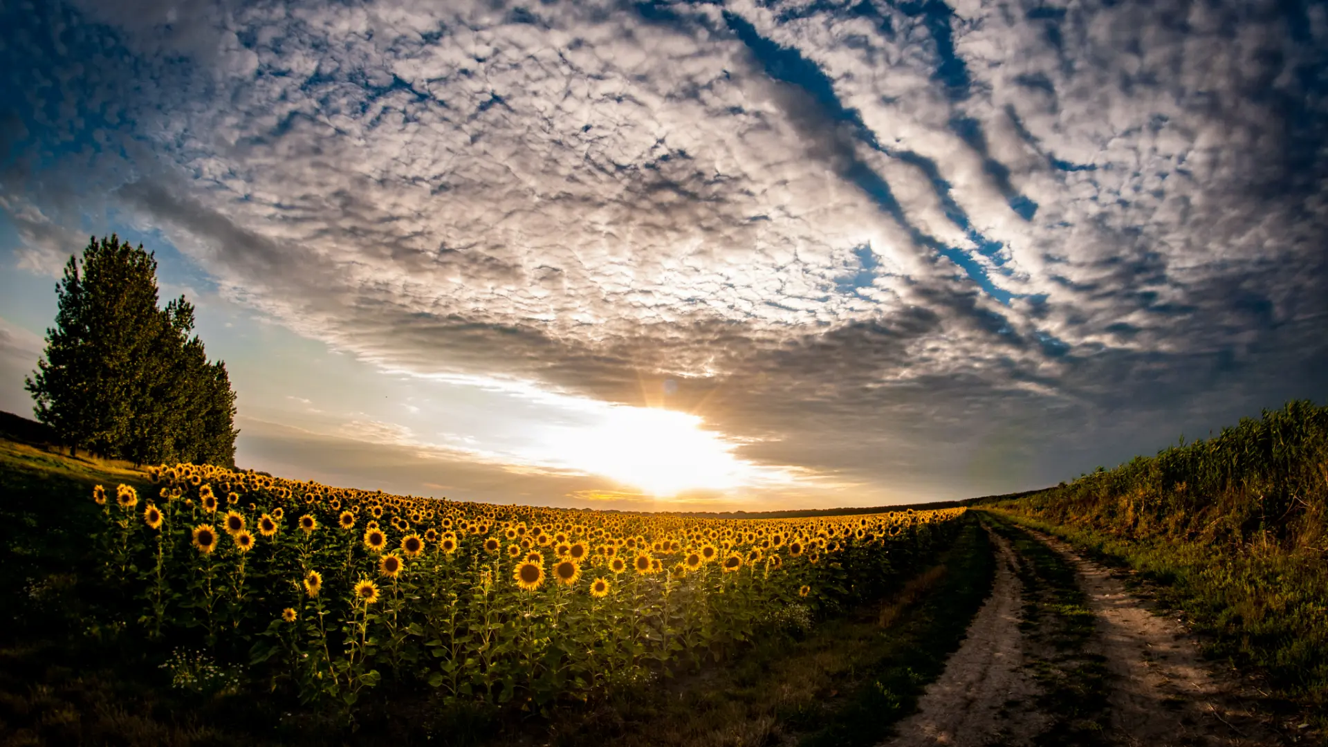 Tiszaföldvár intézmények