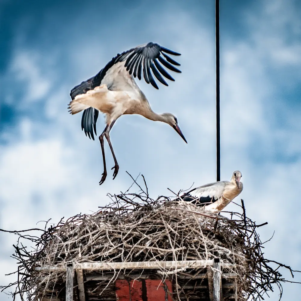 Tiszaföldvár üzenetküldés