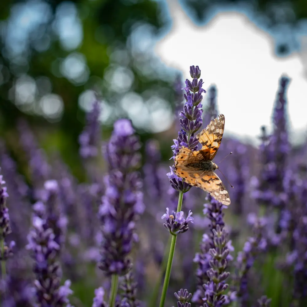 Tiszaföldvár történelmi épületek