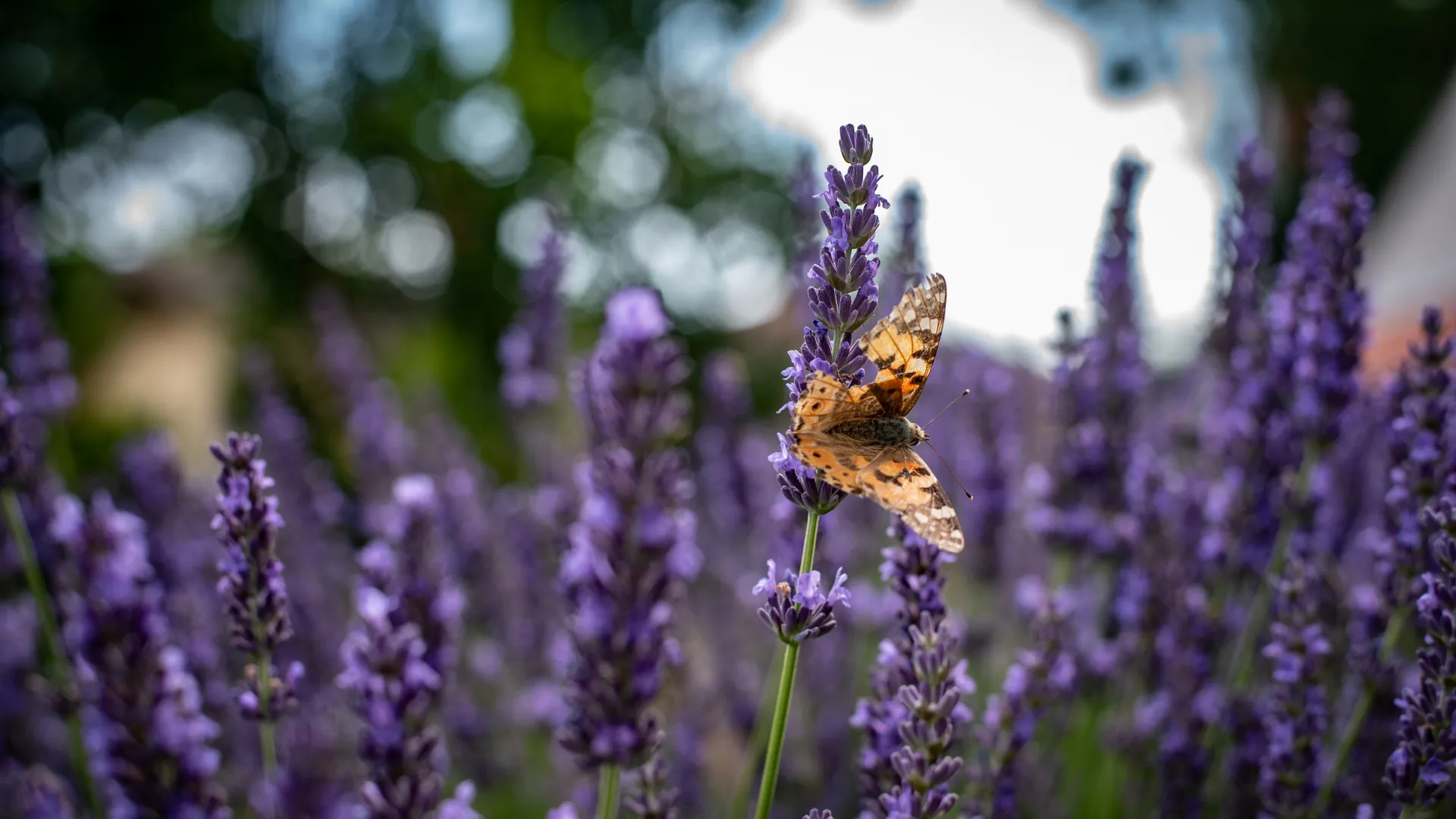 Tiszaföldvár helyi ízek hero kép
