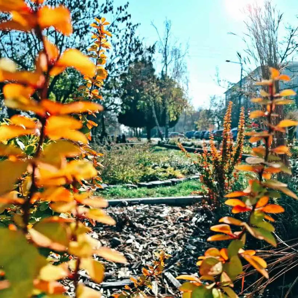 Tiszaföldvár helyi termékei