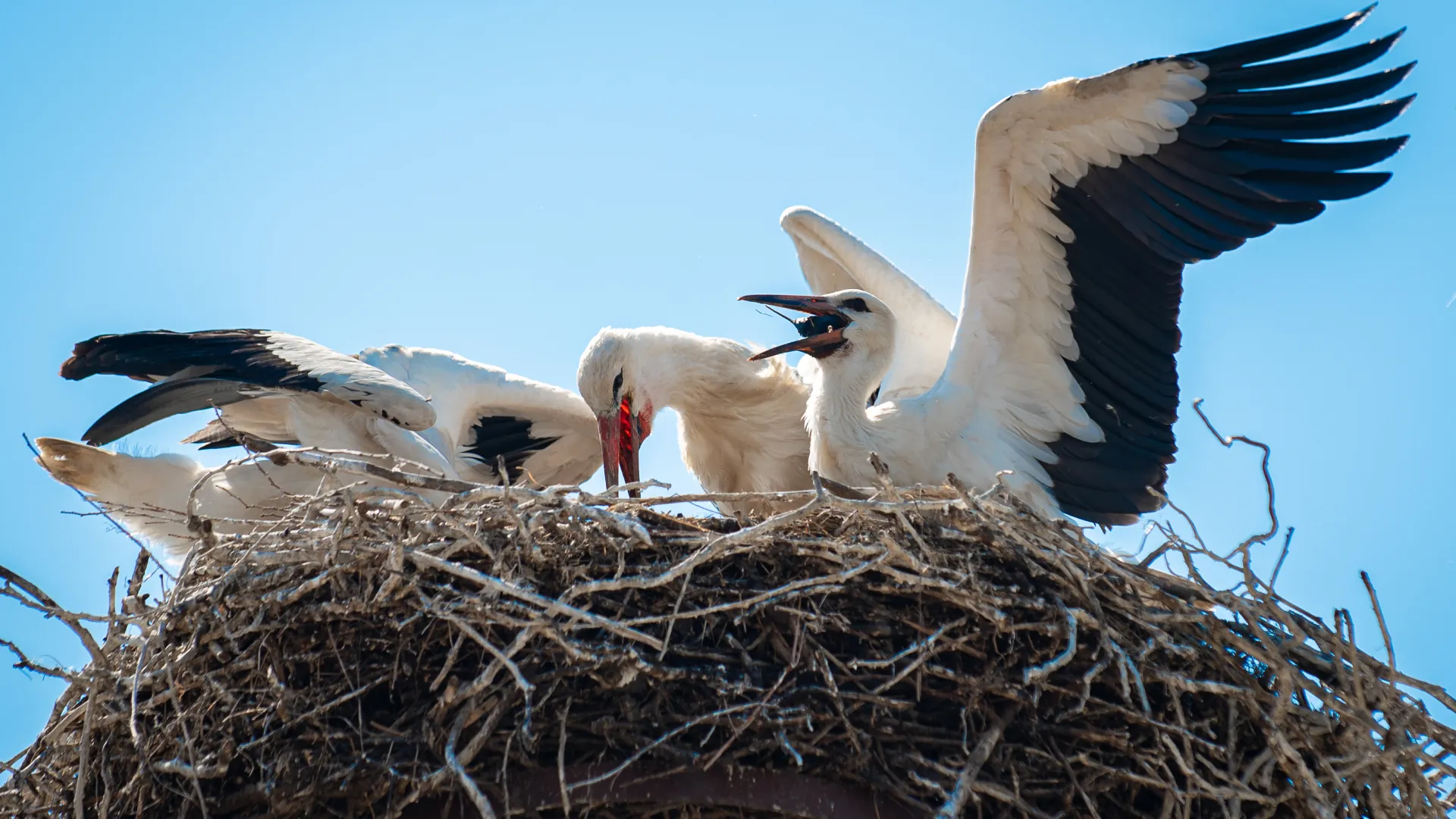 Tiszaföldvár hírek és események hero kép