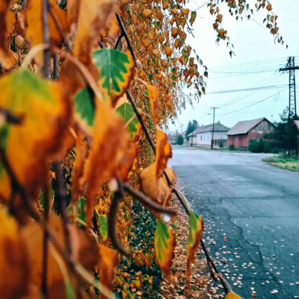 Tiszaföldvár közösségi eseményei és programjai - Közösségi élet
